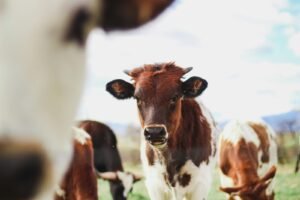 credit: Kylee Alons on Unsplash