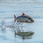 Atlantic salmon in open water.