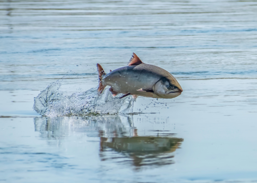 Atlantic salmon in open water.